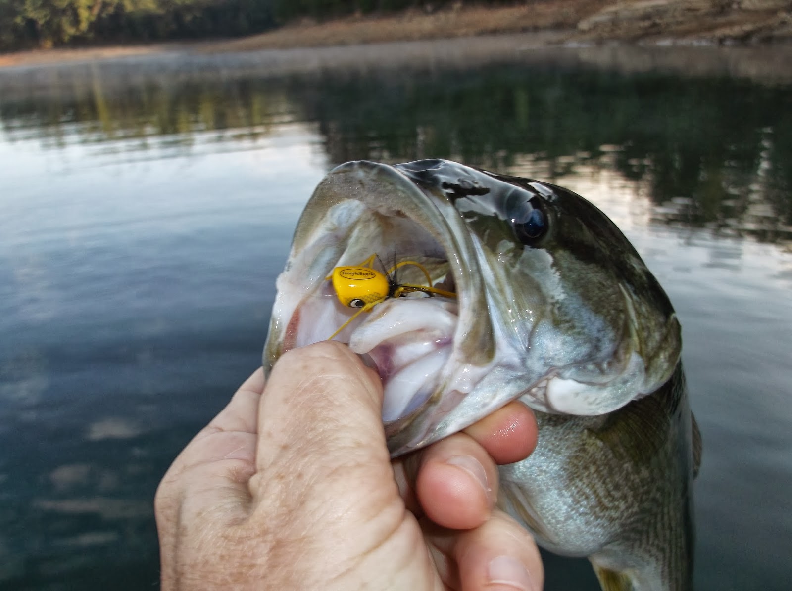 Fishing Through Life Using the Boggle Bug Popper for Some Fall Fly Fishing