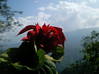 flowers of hills