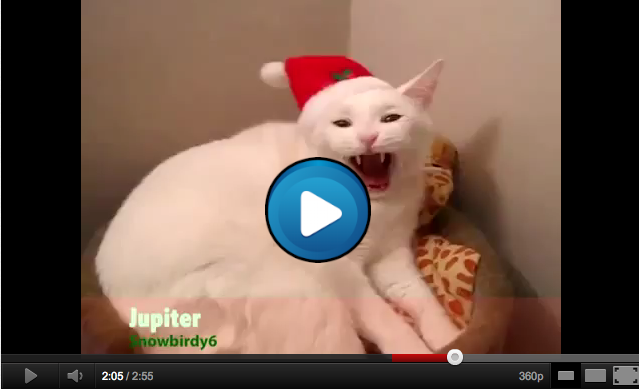 youtube video of animals singing jingle bells