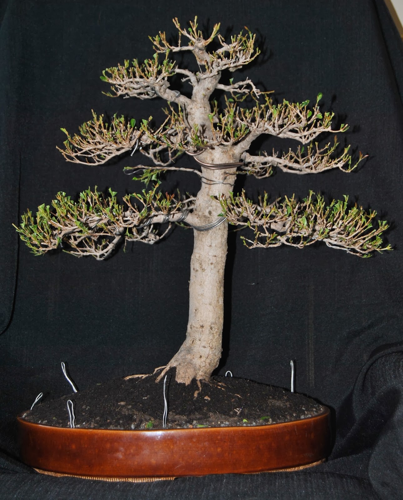 Defining The Natural Form And Natural Branch Styling In Bonsai Defining The Natural Form And Natural Branch Styling In Bonsai