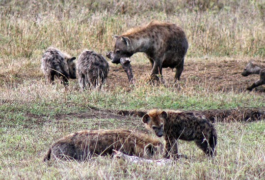 Horn OK Please: Tanzania 8 - Ngorongoro Crater - The Hyenas and the Jackal