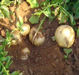 How to Starting a Potato Farming Business