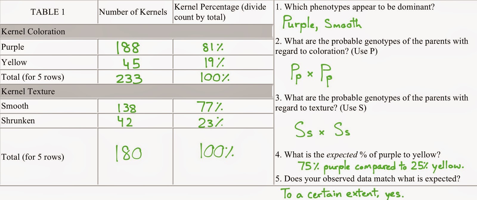 Corn Kernel Lab Report