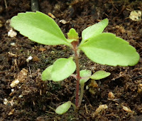  Stevia Rebaudiana plant