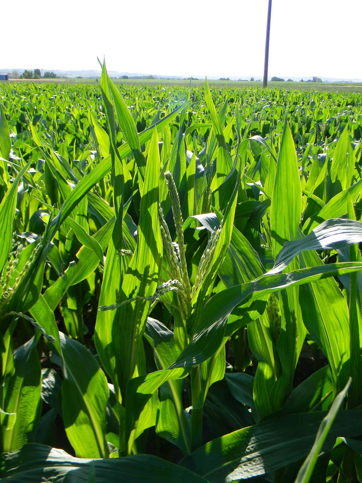 Owyhee Agriculture Corn Tassels