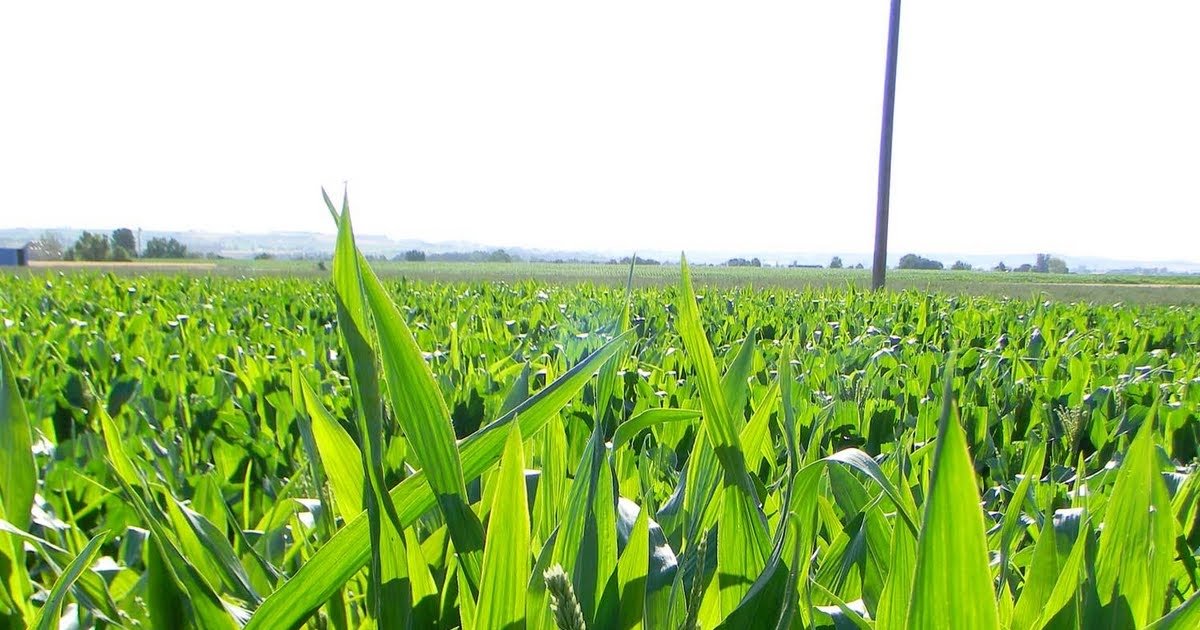 Owyhee Agriculture Corn Tassels