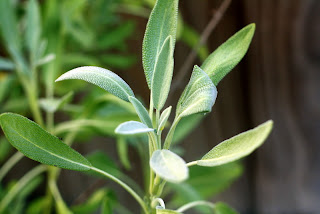 sage in the fall garden