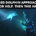 An Injured Dolphin Approached this Diver for Help. Then This Happened