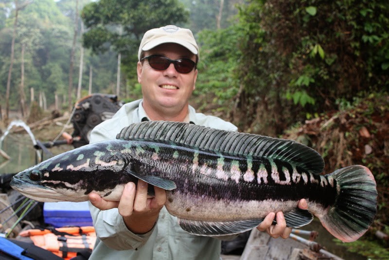 Thailand's most popular sportfish, the Giant Snakehead.