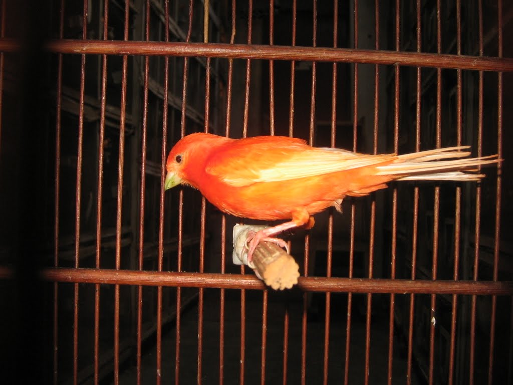 Burung Kenari Bulu Tebal