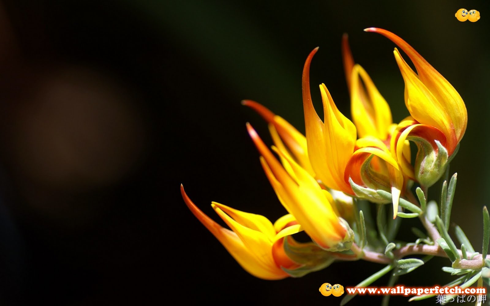 http://4.bp.blogspot.com/-JHVNU1m2hEg/Tq_PdP32OAI/AAAAAAAAFig/zNac6L-7jKU/s1600/SuperPack%2BFlowers%2BHD%2BWallpapers%2BPart%2B1%2B%2528568%2529.jpg