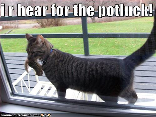 Cat Meme Where Are My Balls Cat Meme Where Are My Balls
