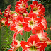 Photo Week - Celebrando a primavera