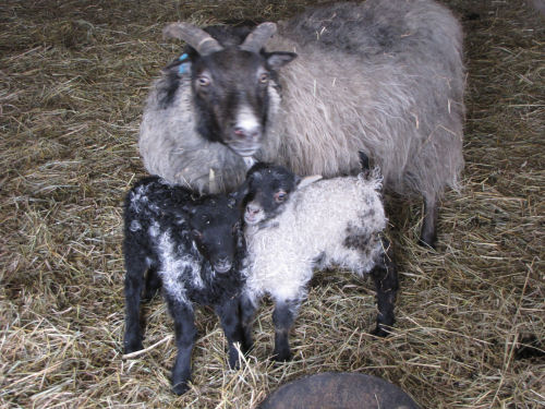 icelandic lambs