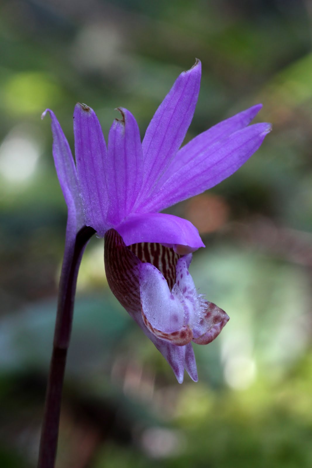 Serendipity and Orchids First Native Orchids of the Year