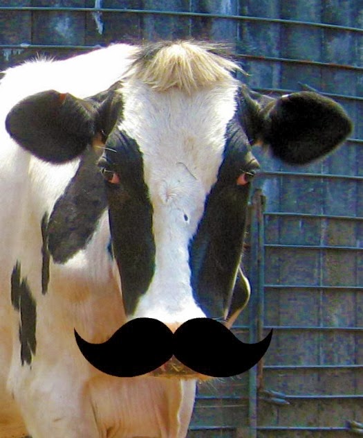 The Udder Side: November 2013