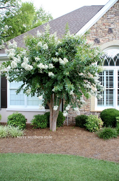 savvy southern style front yard