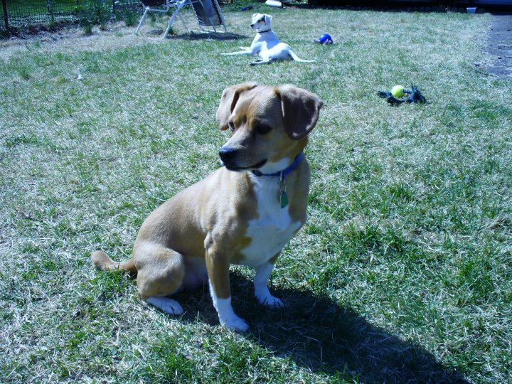 The Second Hand Dogs The Backyardless ADCH Apartment Training for the