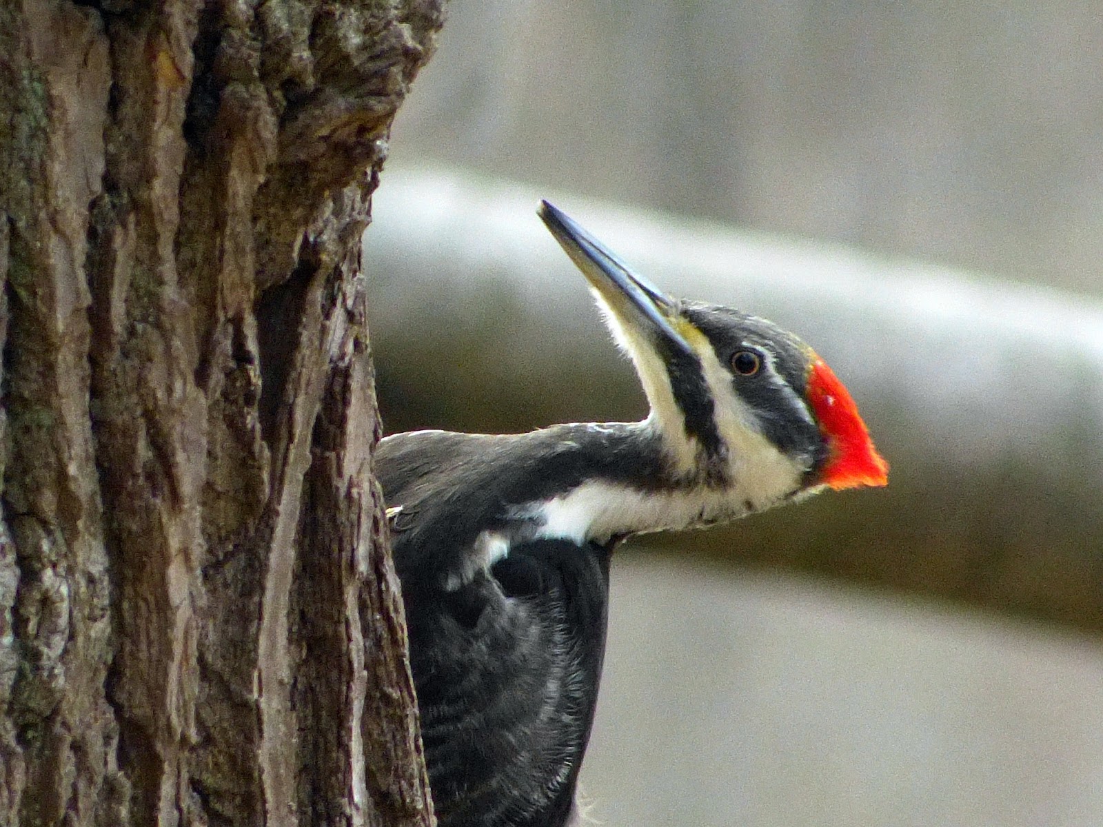 Scherman Hoffman Wildlife Sanctuary: Pileated Woodpeckers at Scherman