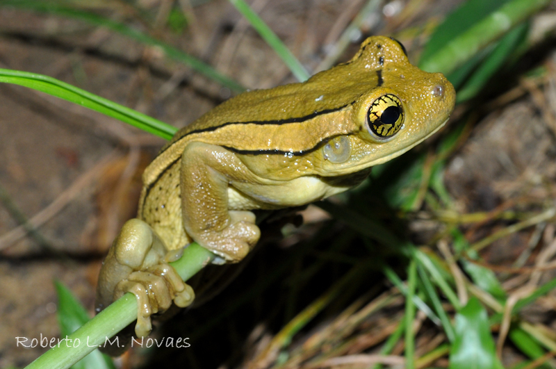 Anfíbios e Répteis do Brasil Trachycephalus mesophaeus (Hensel, 1867)