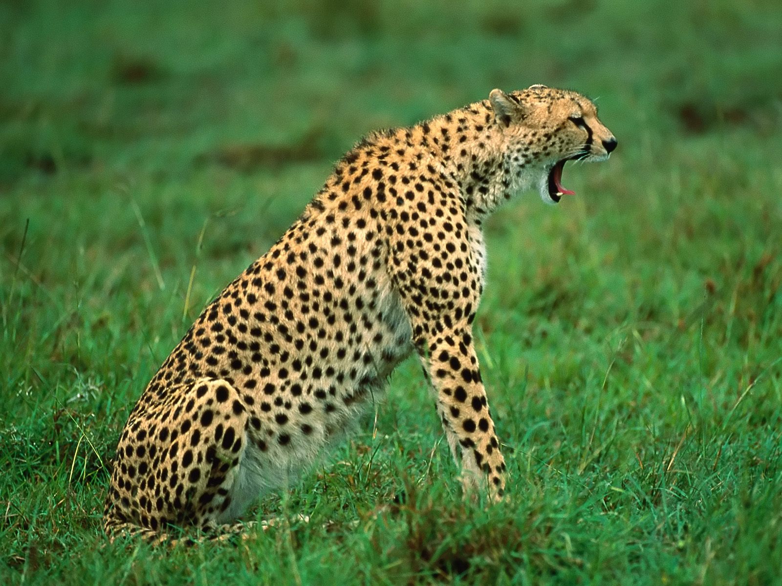 Sleepy%2BCheetah%2BKenya%2BAfrica.jpg