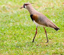 Fauna Bacia Taquari-Antas- Fonte: Aepan-ONG - Série: Aves