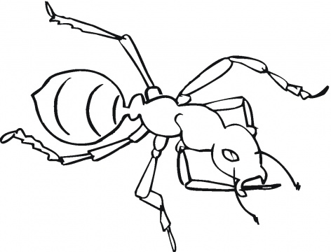 Ant Coloring Page Ant Coloring Page