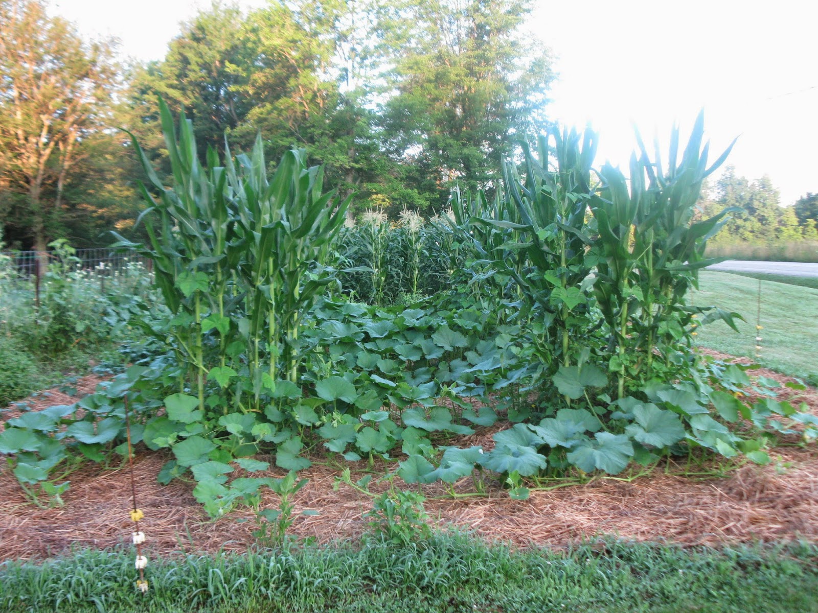 Simply Homemaking Garden at last!