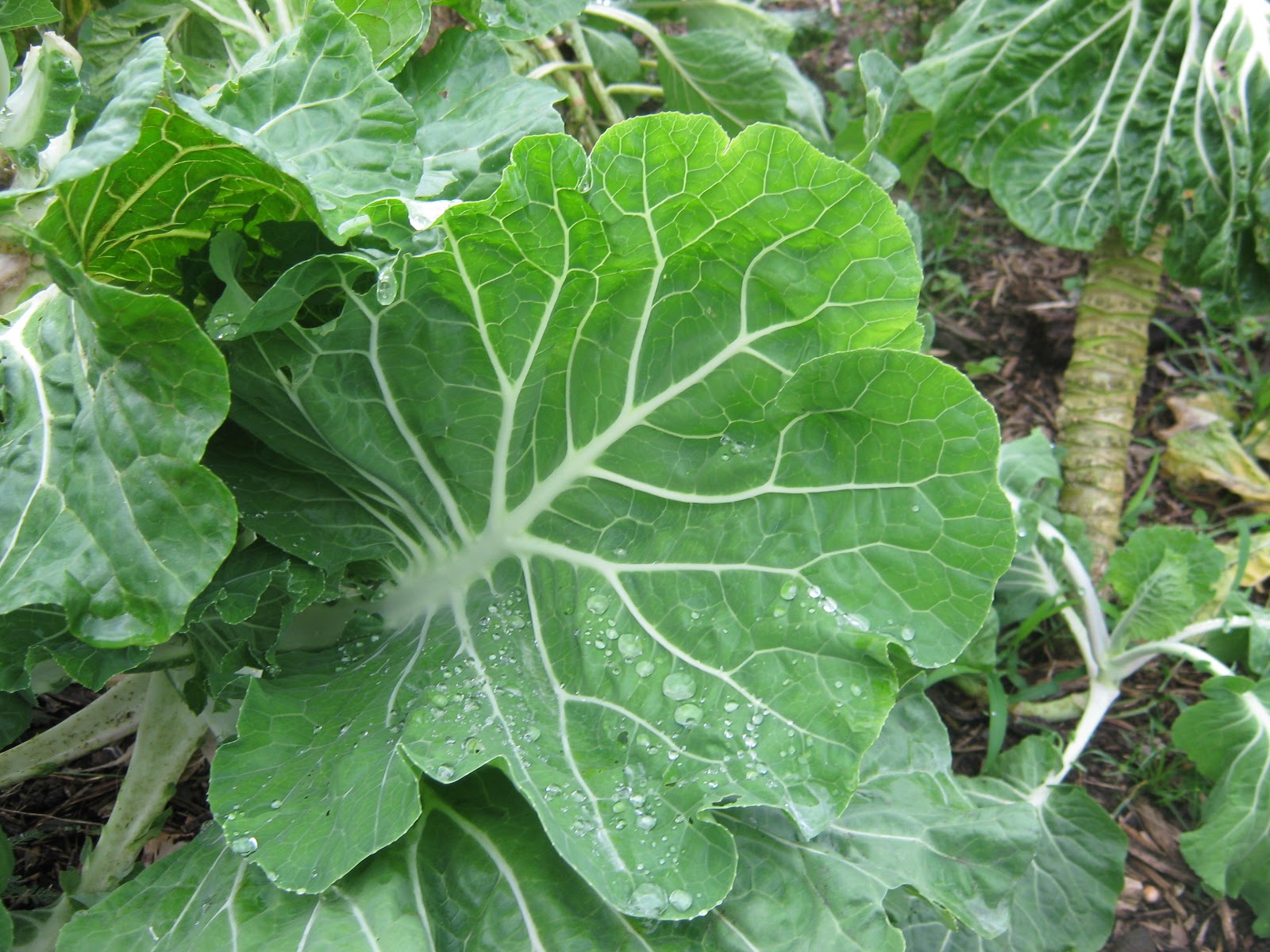 Garden Guy Hawaii Portugese Kale