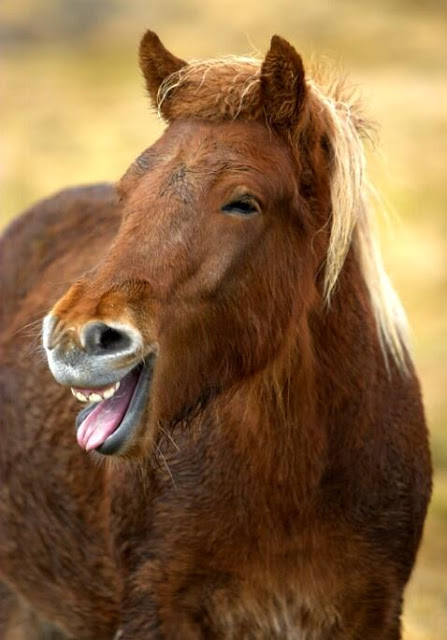 laughing horse