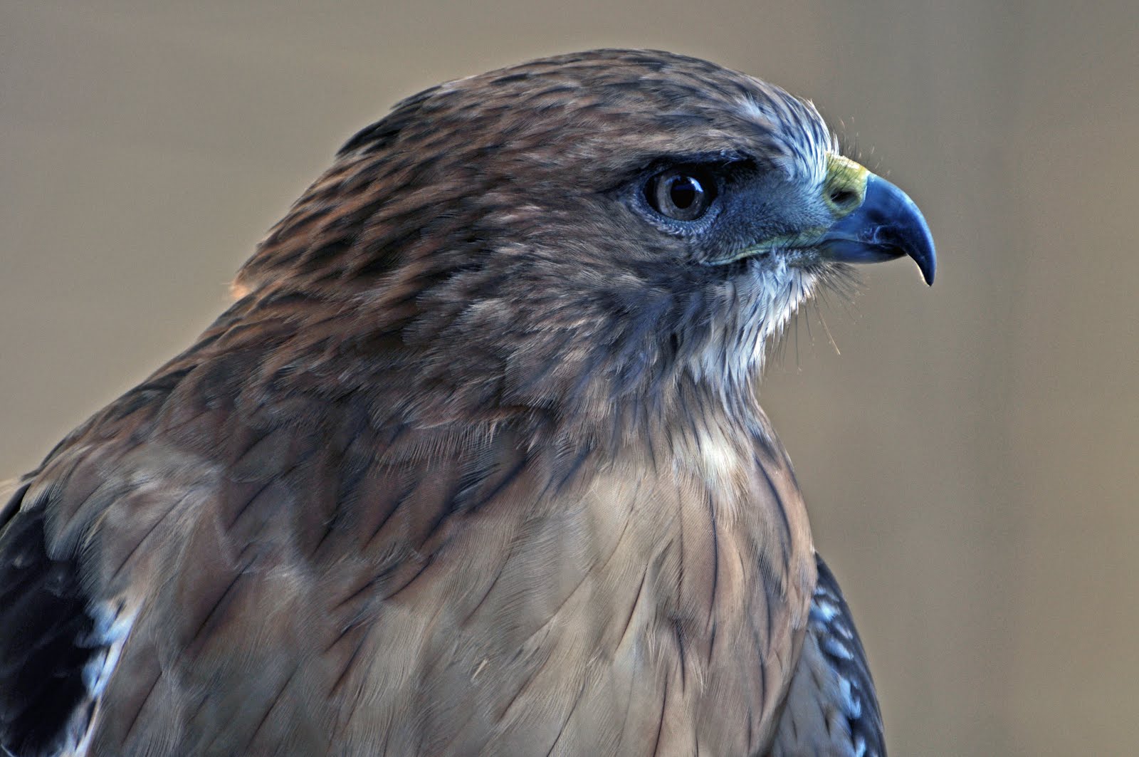 Red-tail Hawk