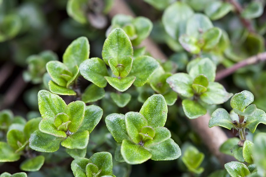 Thyme an aphrodisiac Aphrodisiacs