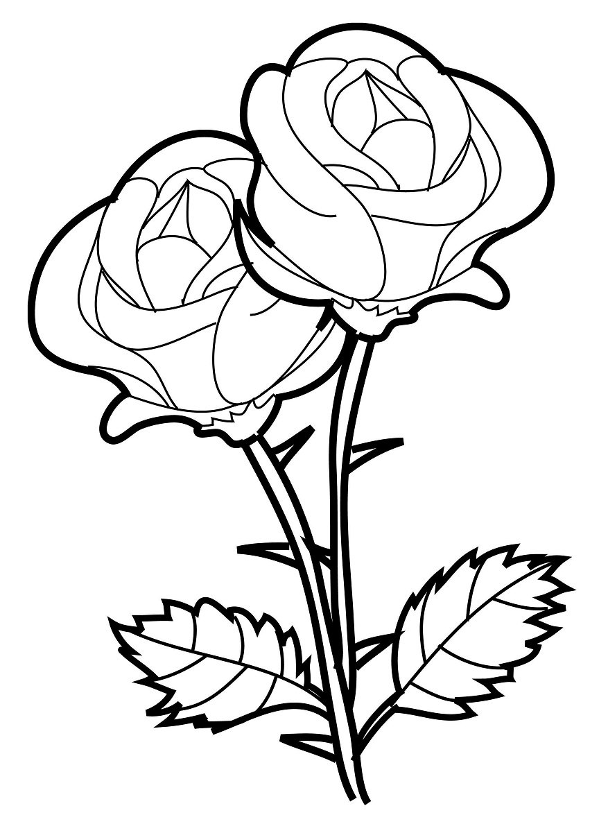 rosas para dibujar : rosas para dibujar