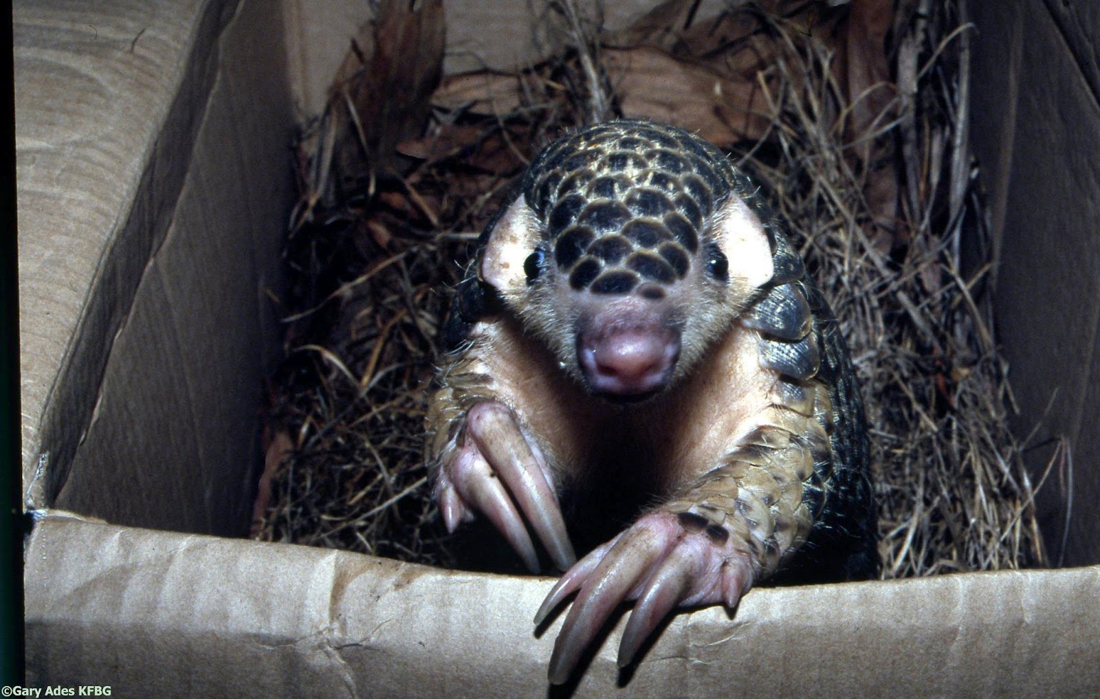 Species New to Science: [Conservation 2012] IUCN / SSC Pangolin Specialist Group