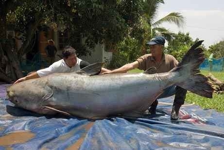 10 Gambar Ikan Terbesar di Dunia | Budidaya Ikan | Ikan ...