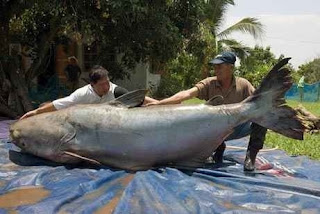 Ikan Lele Terbesar Ikan Lele terbesar di dunia (tertangkap di Thailand)