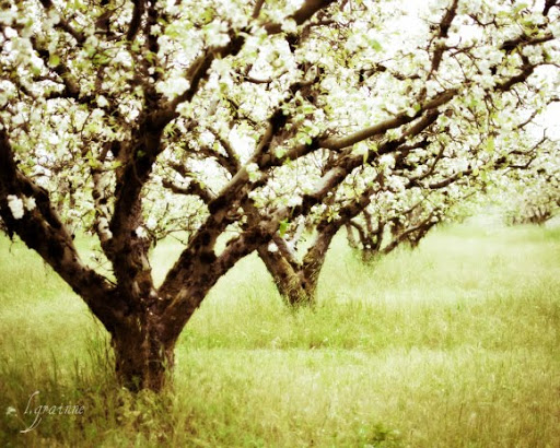 Garden by the sea - Photography blog by Lupen Grainne ...