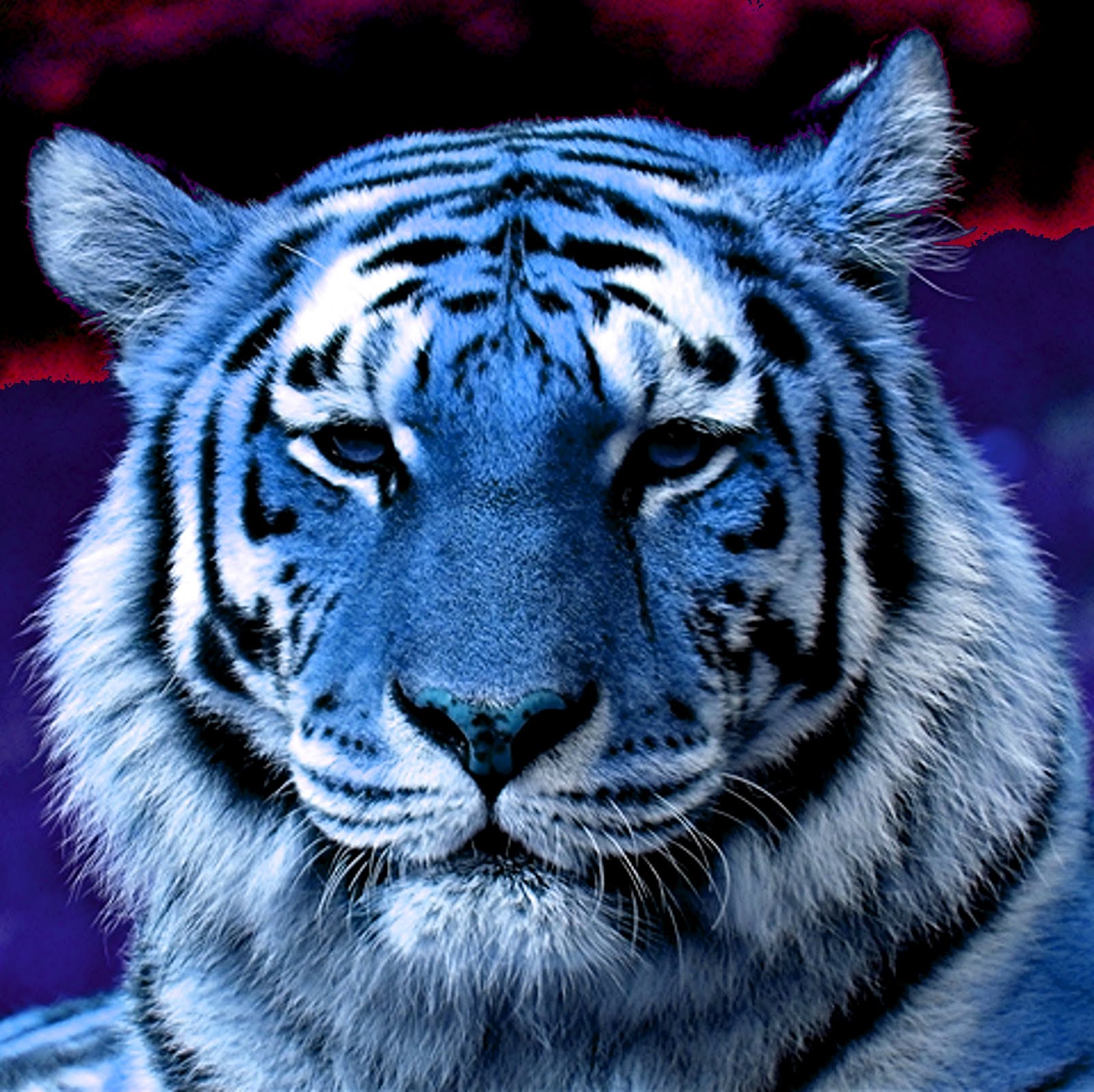 A Blue Tiger