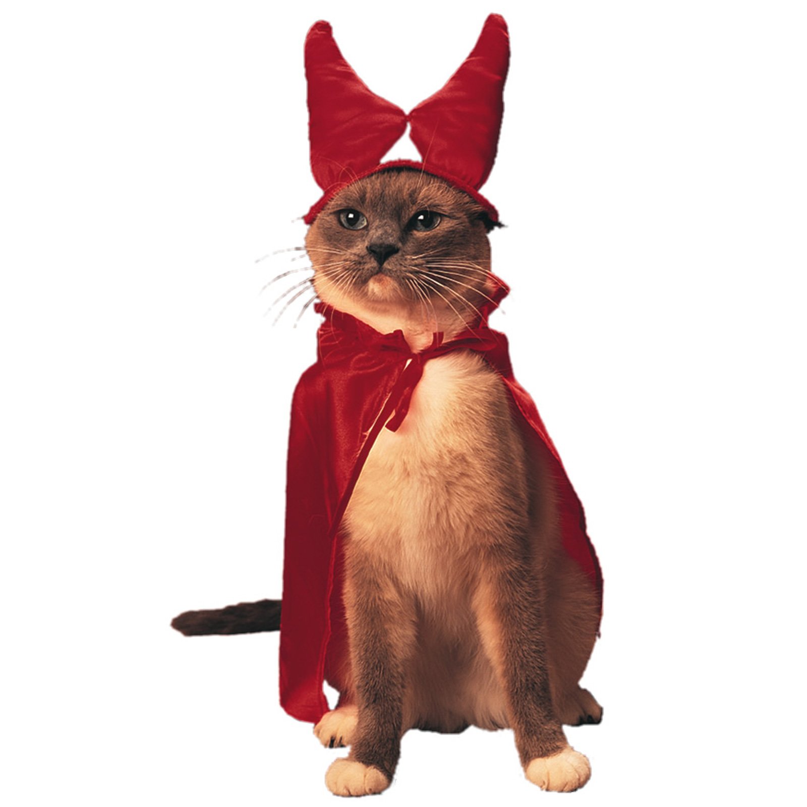 Funny Image Collection Top Funny Cat Halloween Pictures in worlds!