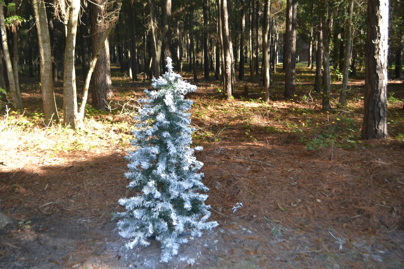 Sweet Inspirations by JP designs Cardinals in our Faux Snow Covered