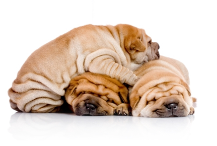 Do Puppies And Old Dogs Get Along Do Puppies And Old Dogs Get Along