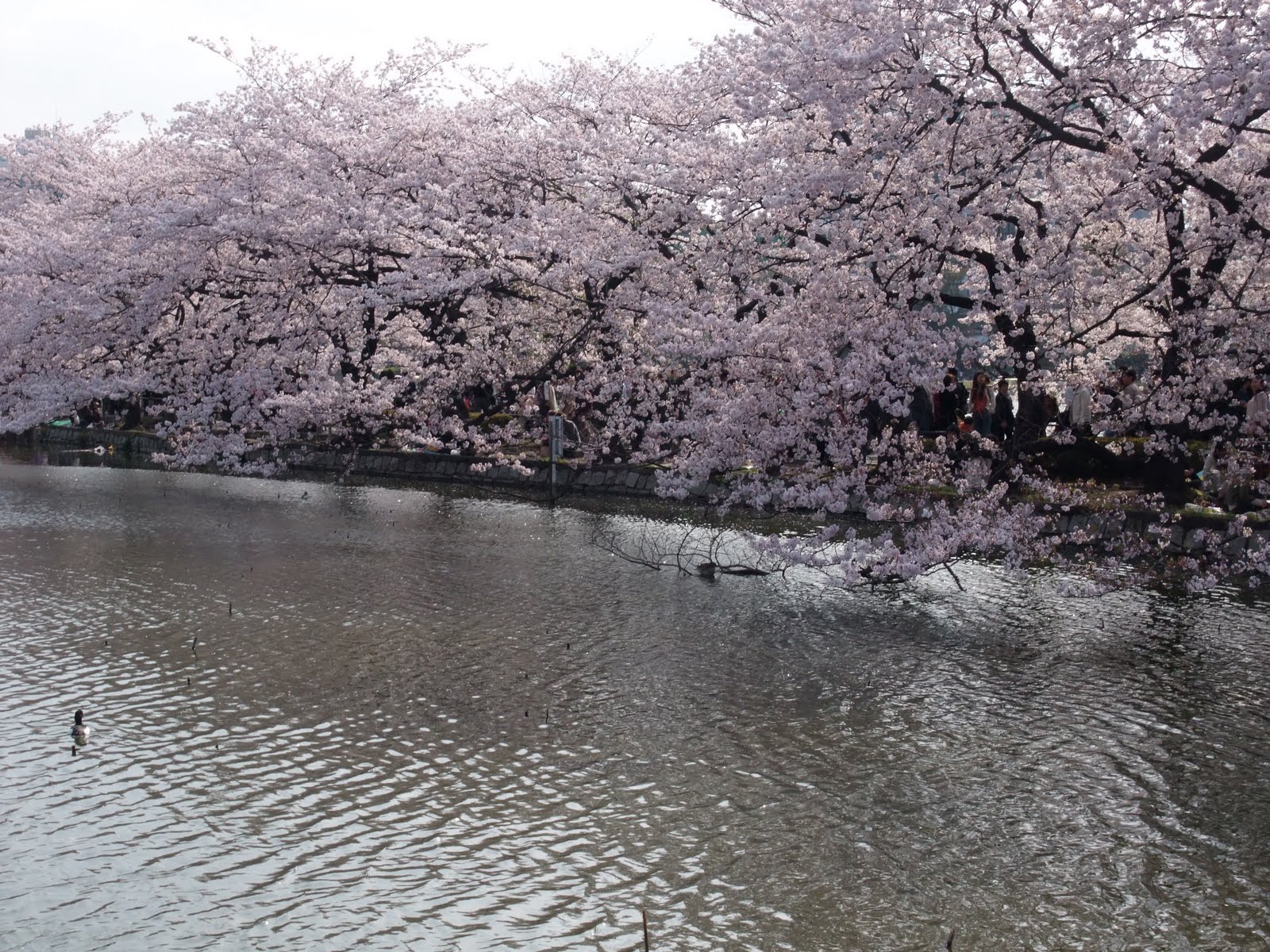 オヤイデ電気ショップブログ 上野公園 桜の花見