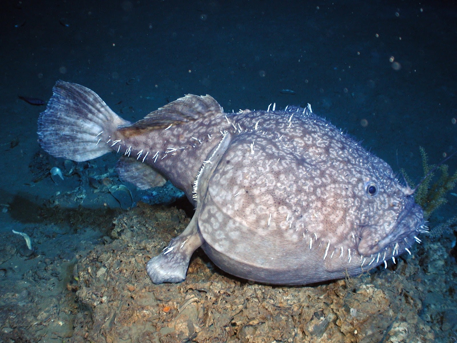 丸い深海魚の画像
