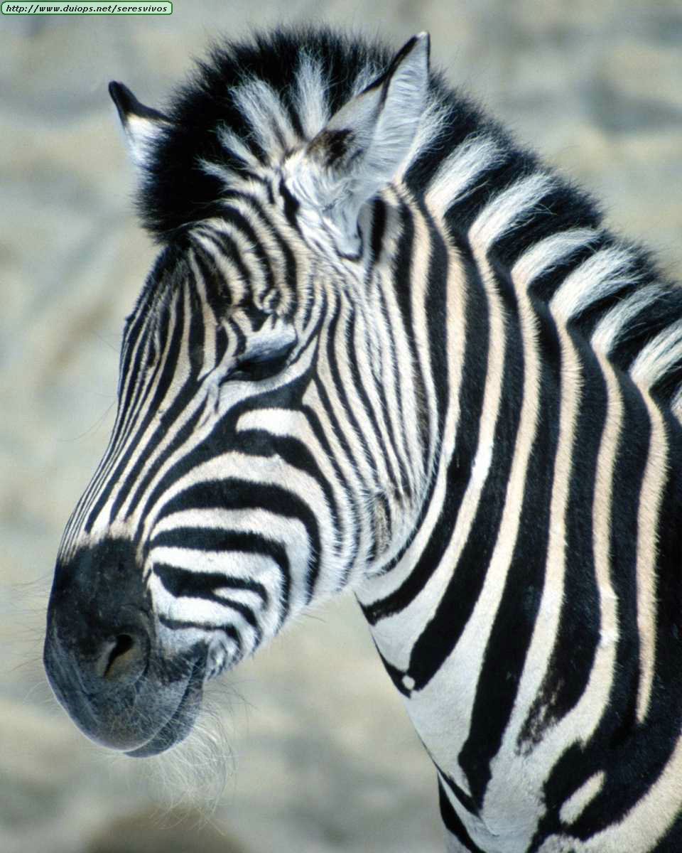 zebra caracteristicas