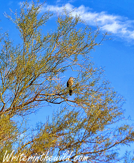 Cactus Wren