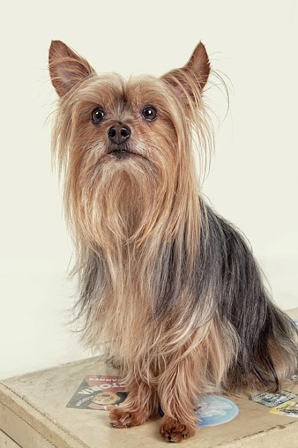 yorkie weight range size and weight of terrier many yorkie weight range size and weight of terrier many