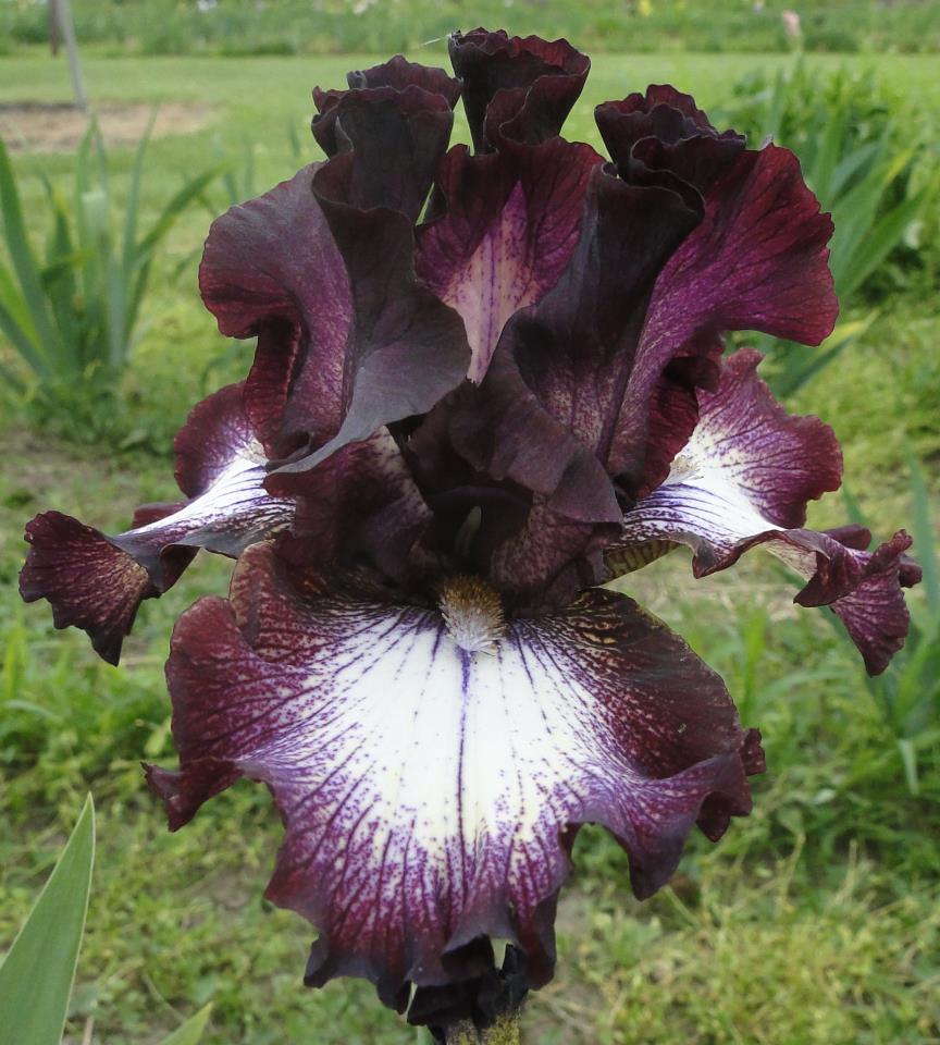 World of Irises When can I move my tall bearded irises?