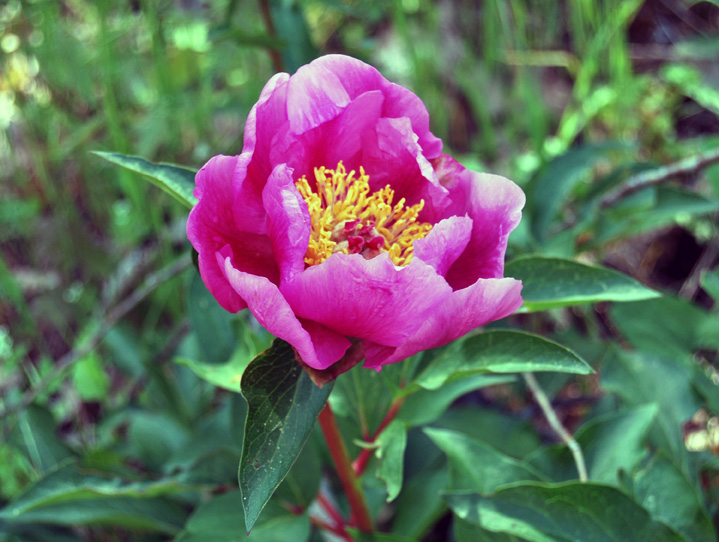 Peonia broteroi