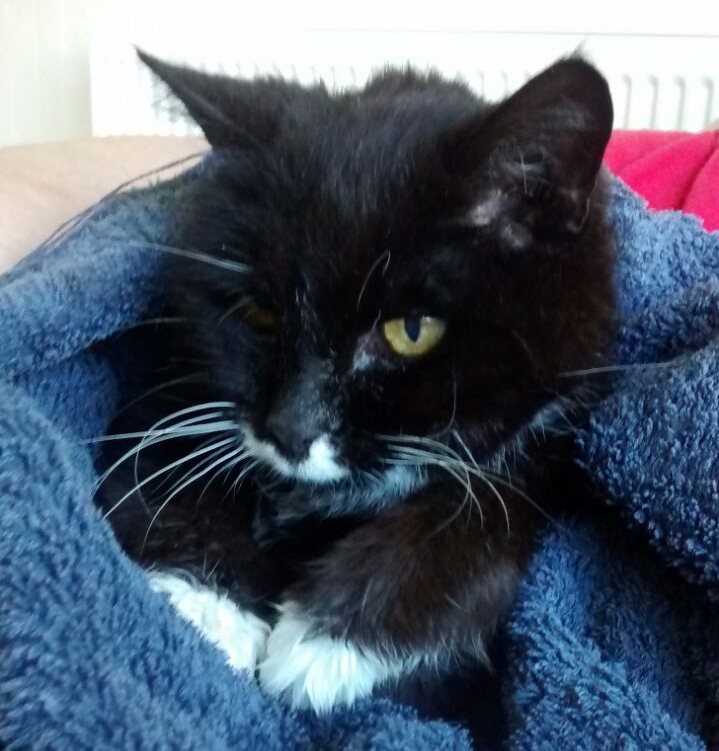 Lancaster & Morecambe Pet Search Lost Cats