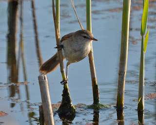 Lesser Swamp Warbler